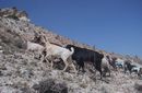 s 033 goats site